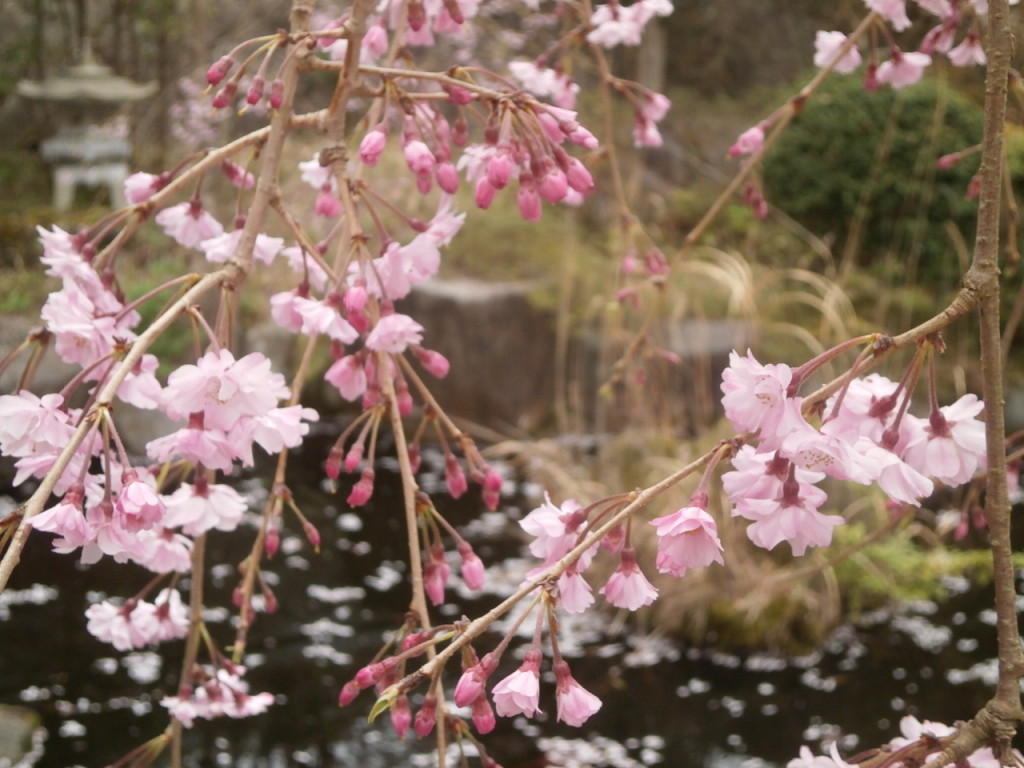 大きな枝垂れ桜の蕾