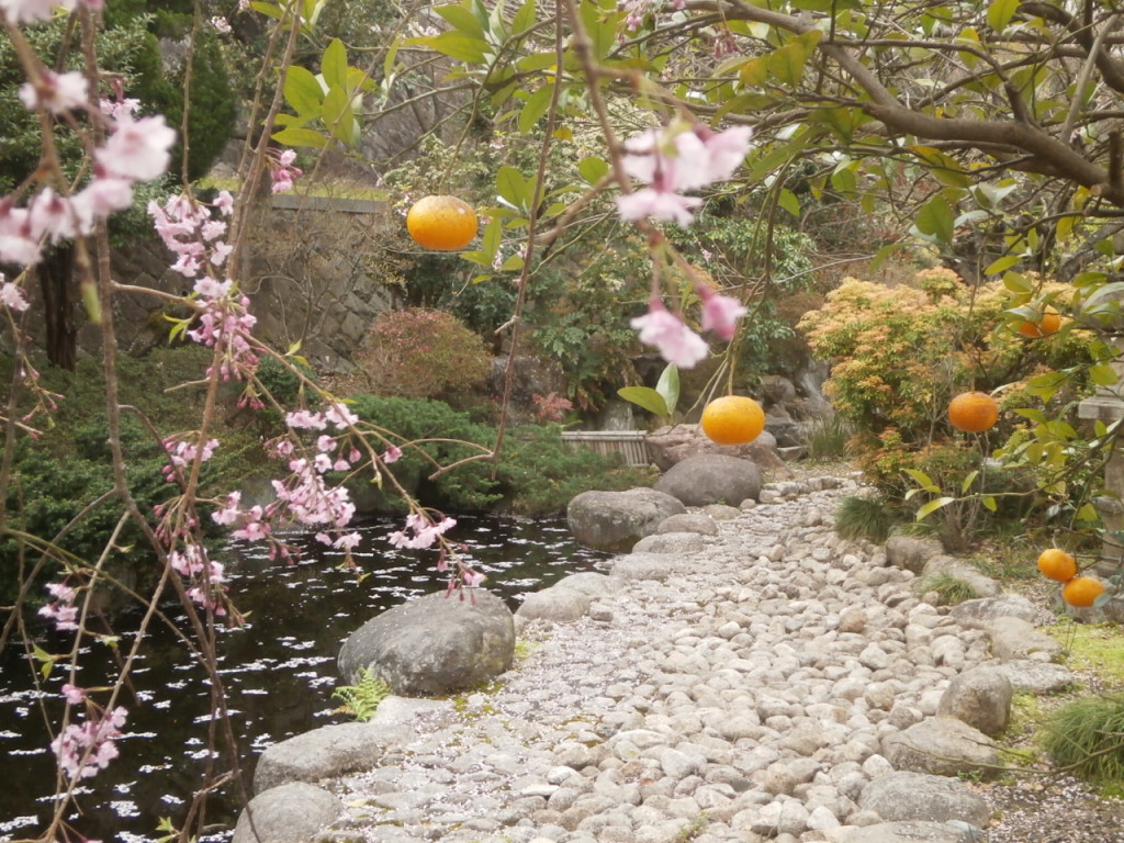 池のそばの枝垂れ桜とみかん